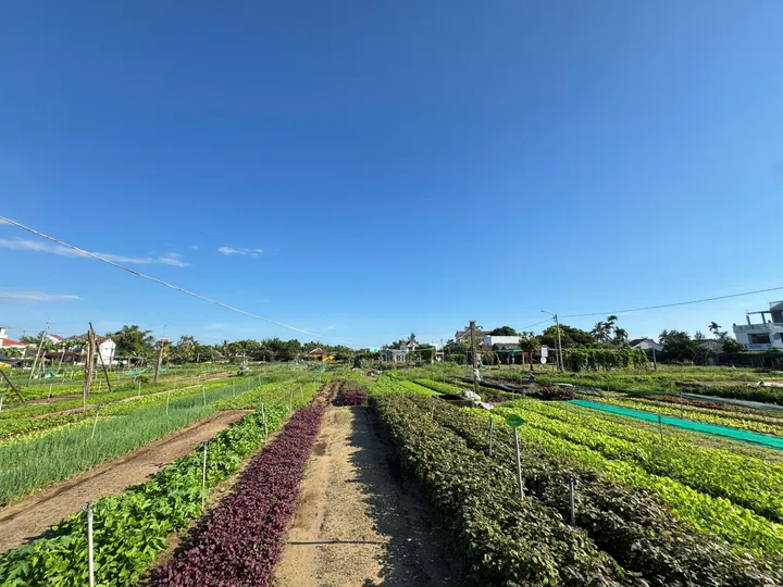 Đất Ngay Khu Làng Rau Trà Quế – Hội An – Vị Trí Đẹp - Tiềm Năng Đầu Tư Khai Thác Du Lịch (MS473)